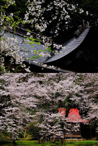 平泉寺白山神社 | 福井県勝山市平泉寺｜平泉寺白山神社